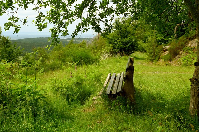 汽车新品发 汽车新品发